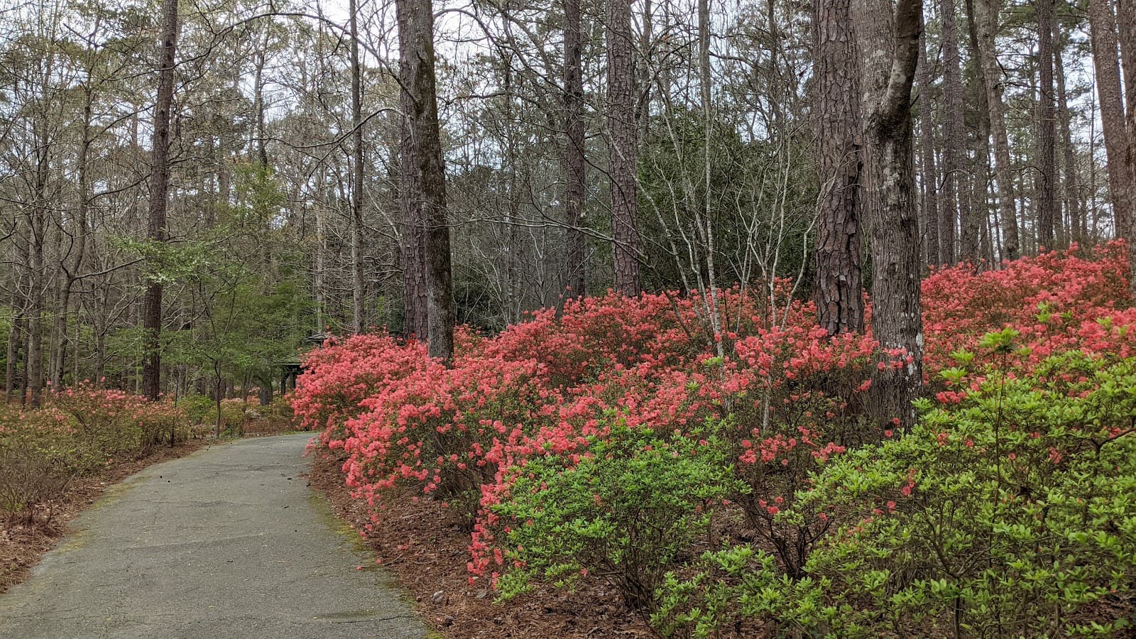 Callaway Brothers Azalea Bowl - Image 1