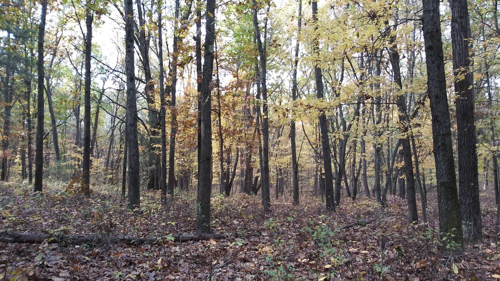 Accessible Trails
