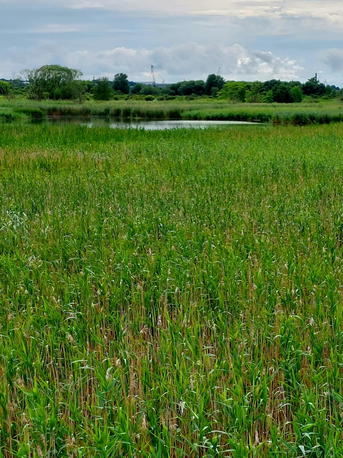 Paljassaare Special Conservation Area - Image 1