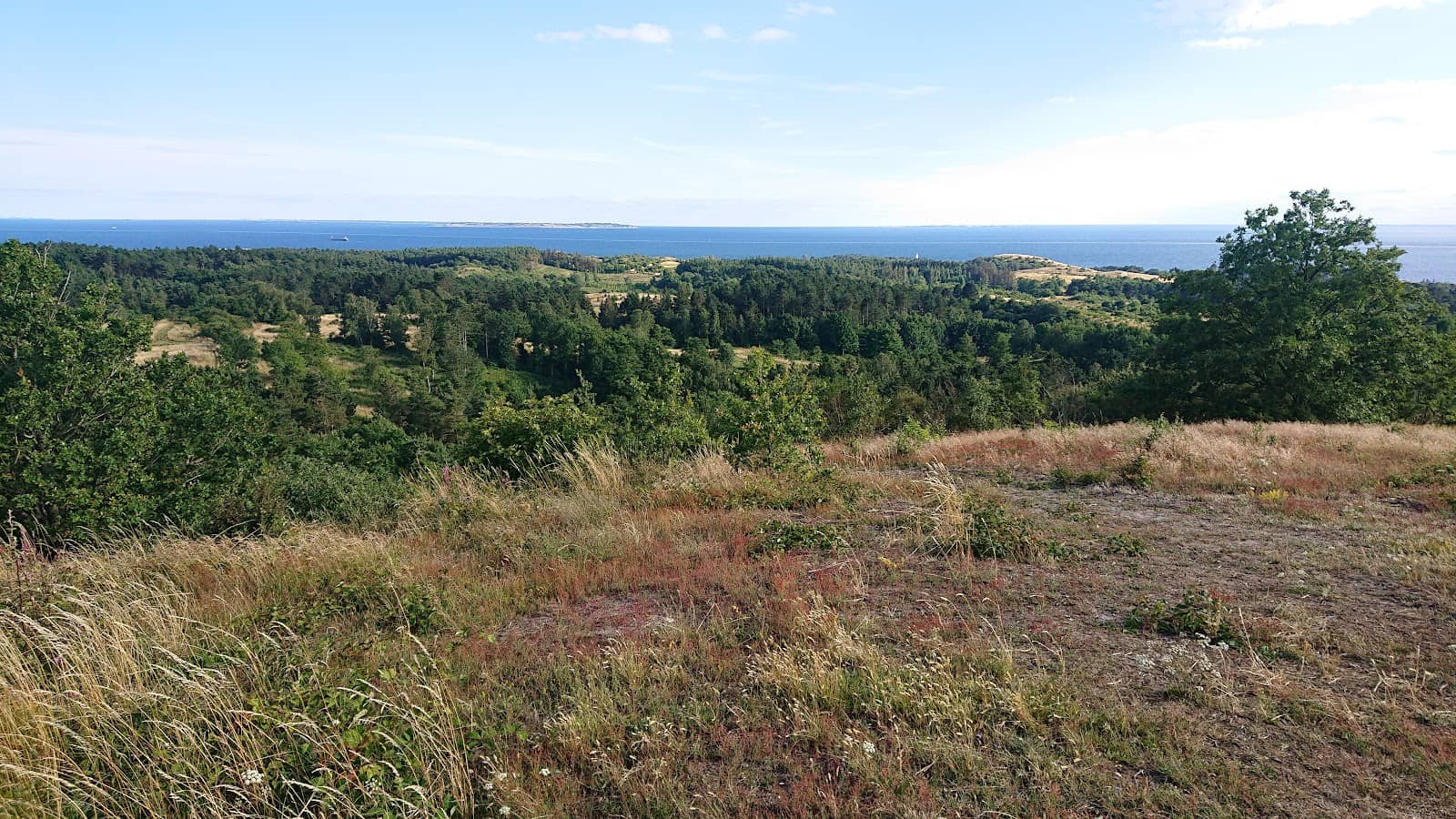 Forest Trails