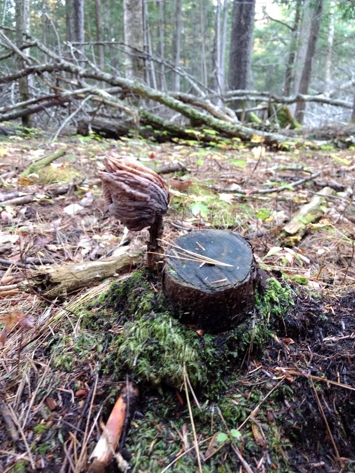 Jack Pine Grove