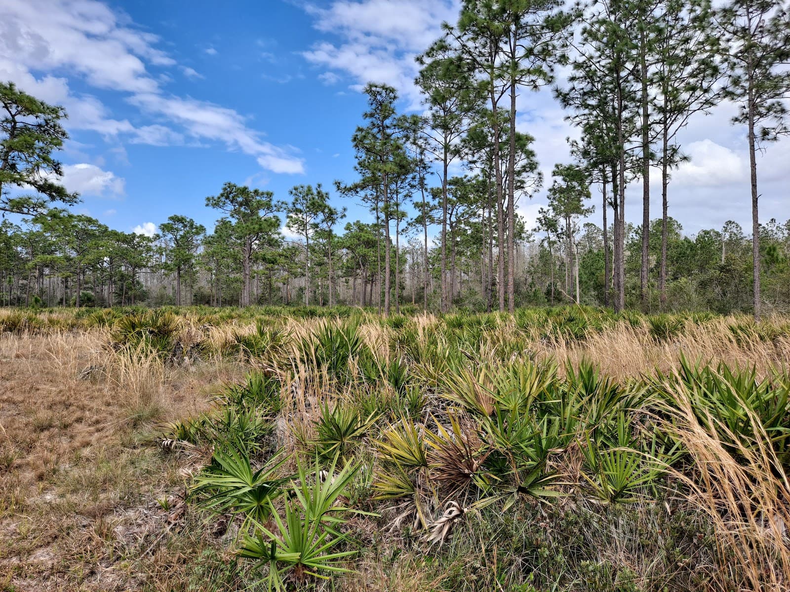 Cypress Creek Flood Detention Area - Image 1