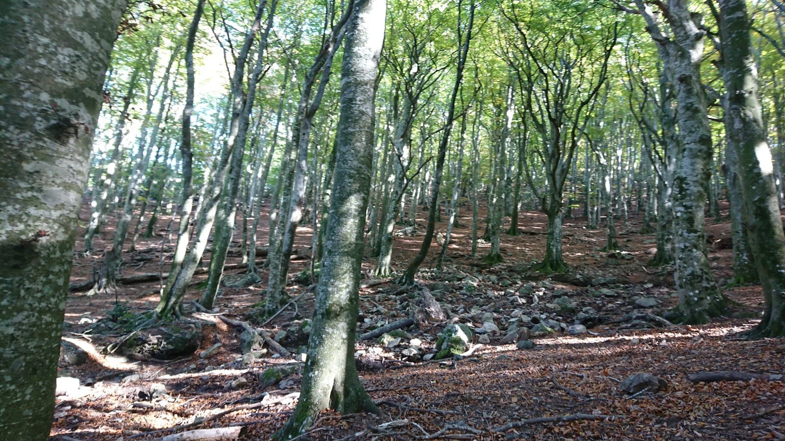 Forêt de la Massane - Image 1