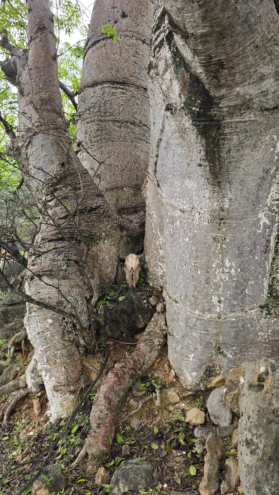 Wadi Hinna Baobabs - Image 1