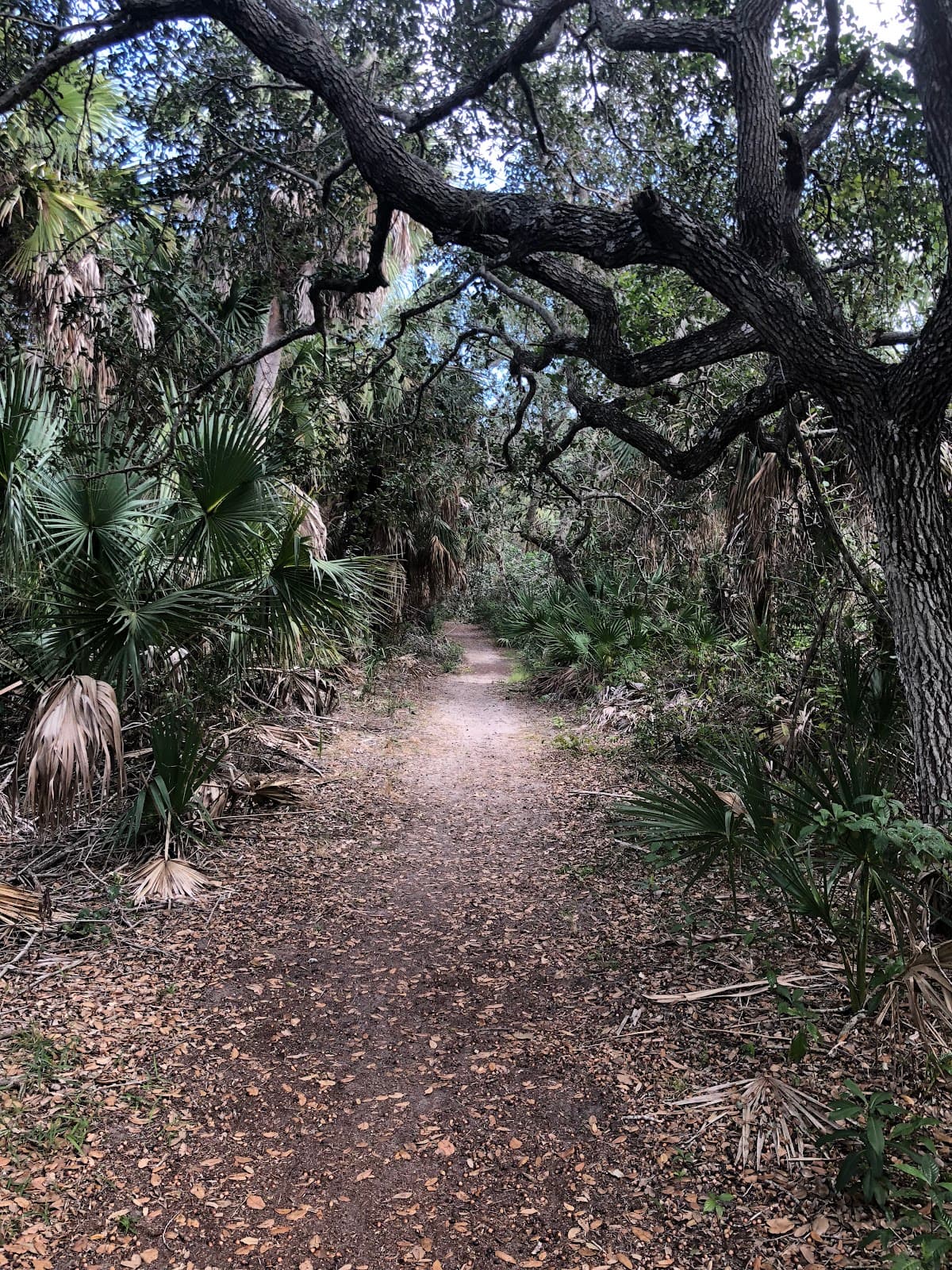 Captain Forster Hammock Preserve - Image 1