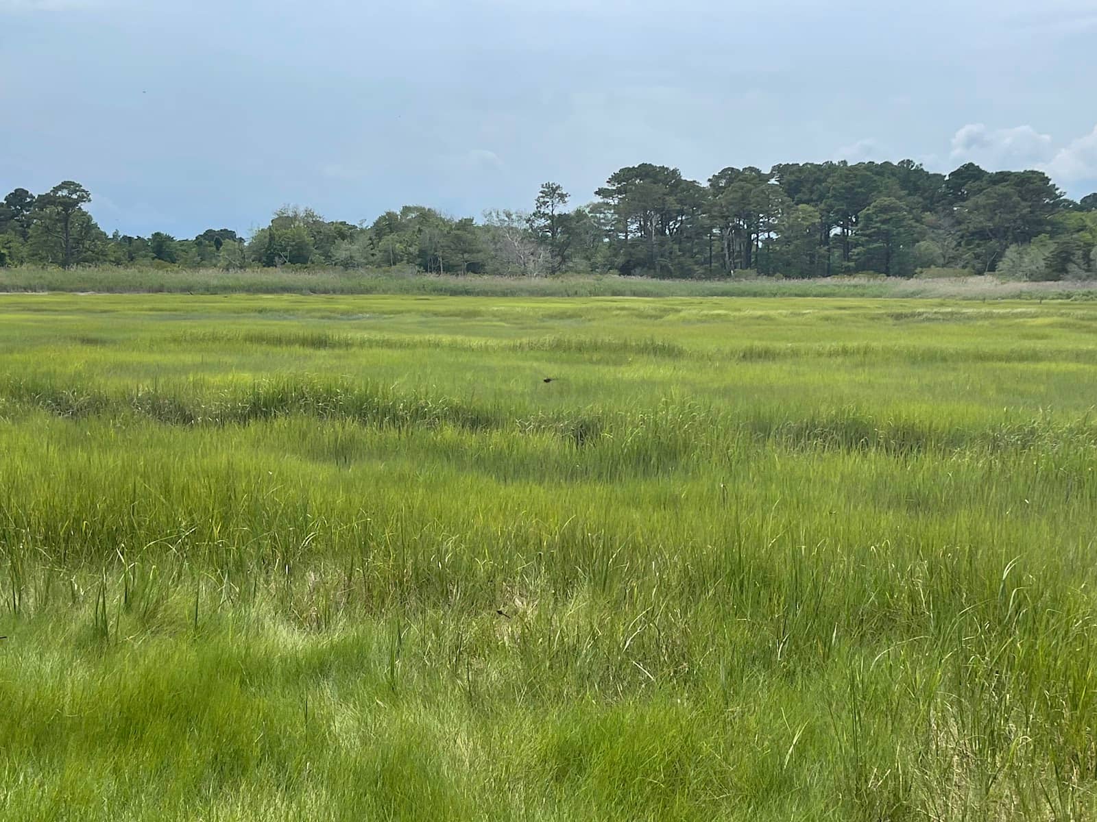 Maritime Forest