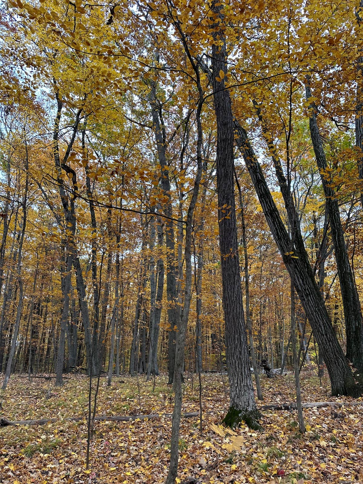 Sustainable Skidmore