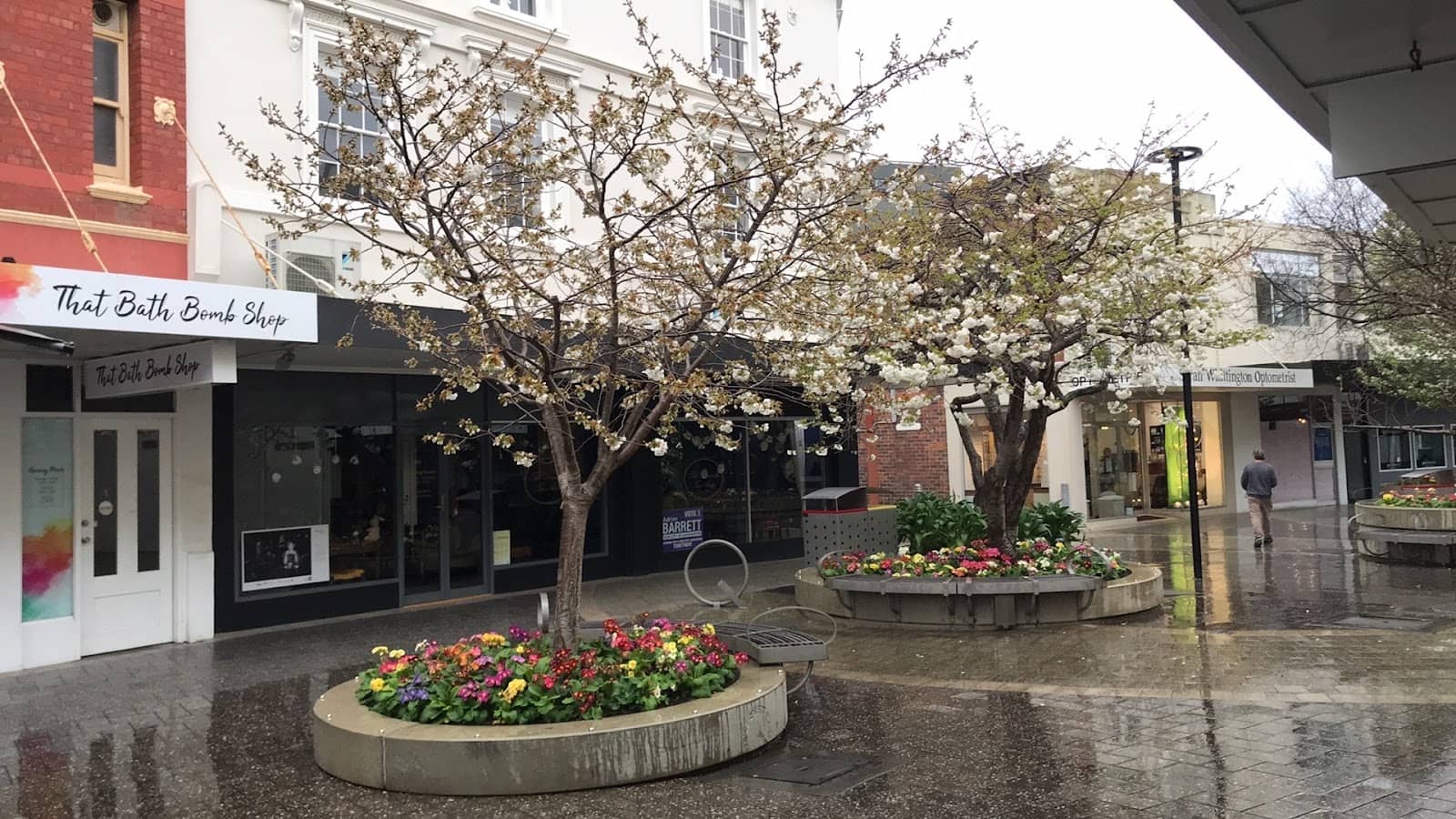 Cherry Blossom Trees