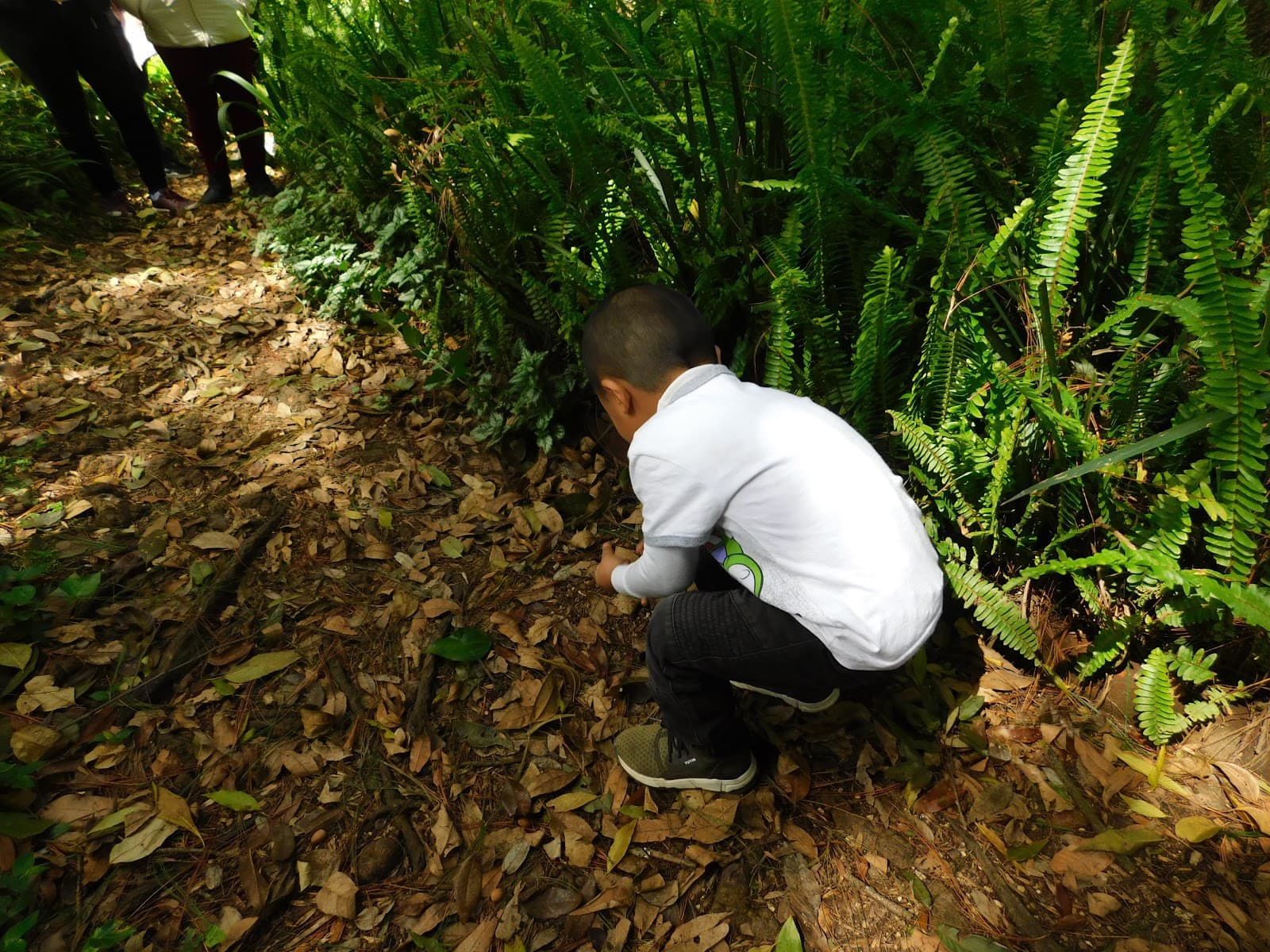 Casa Na Bolom San Cristóbal de las Casas - Image 1