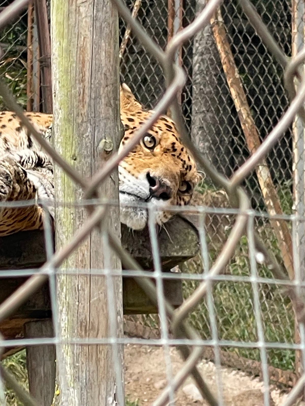 Zoológico de Granja Porcón - Image 1