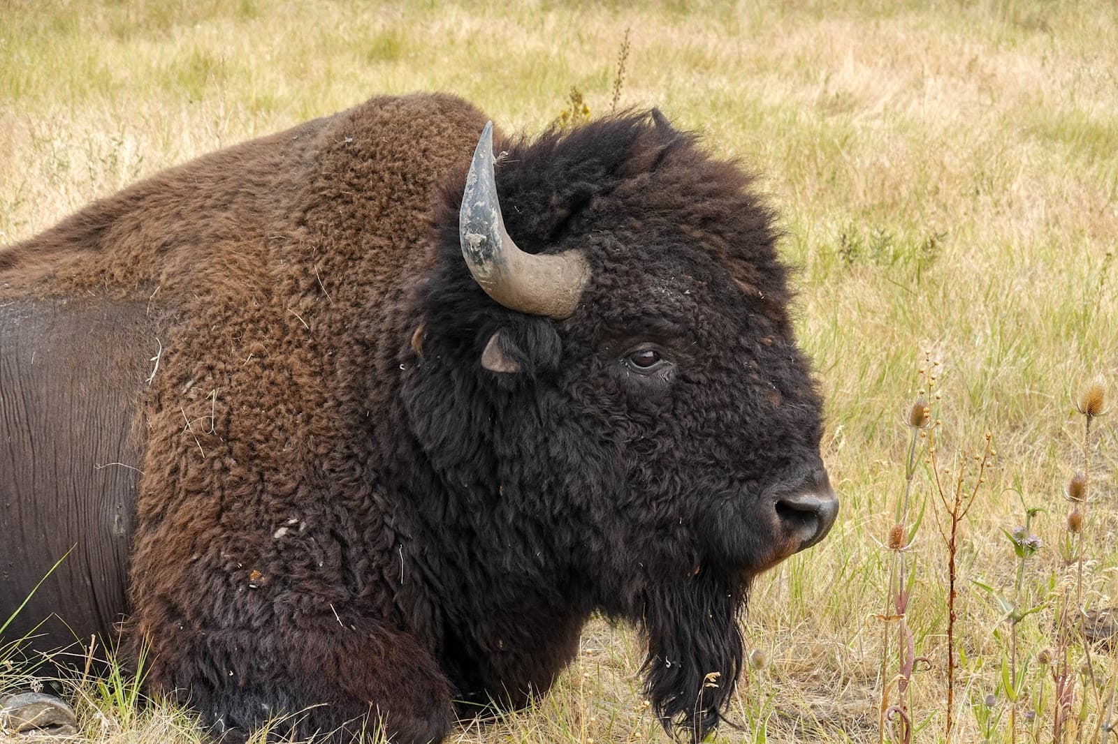 Bison Range - Image 1