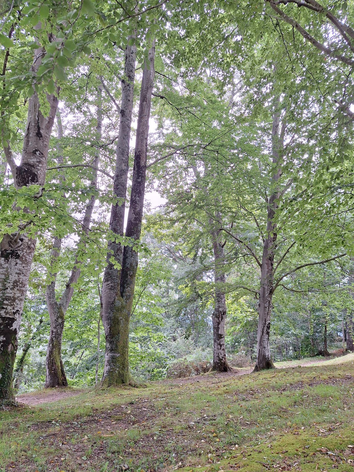 Monte Corona Forest - Image 1