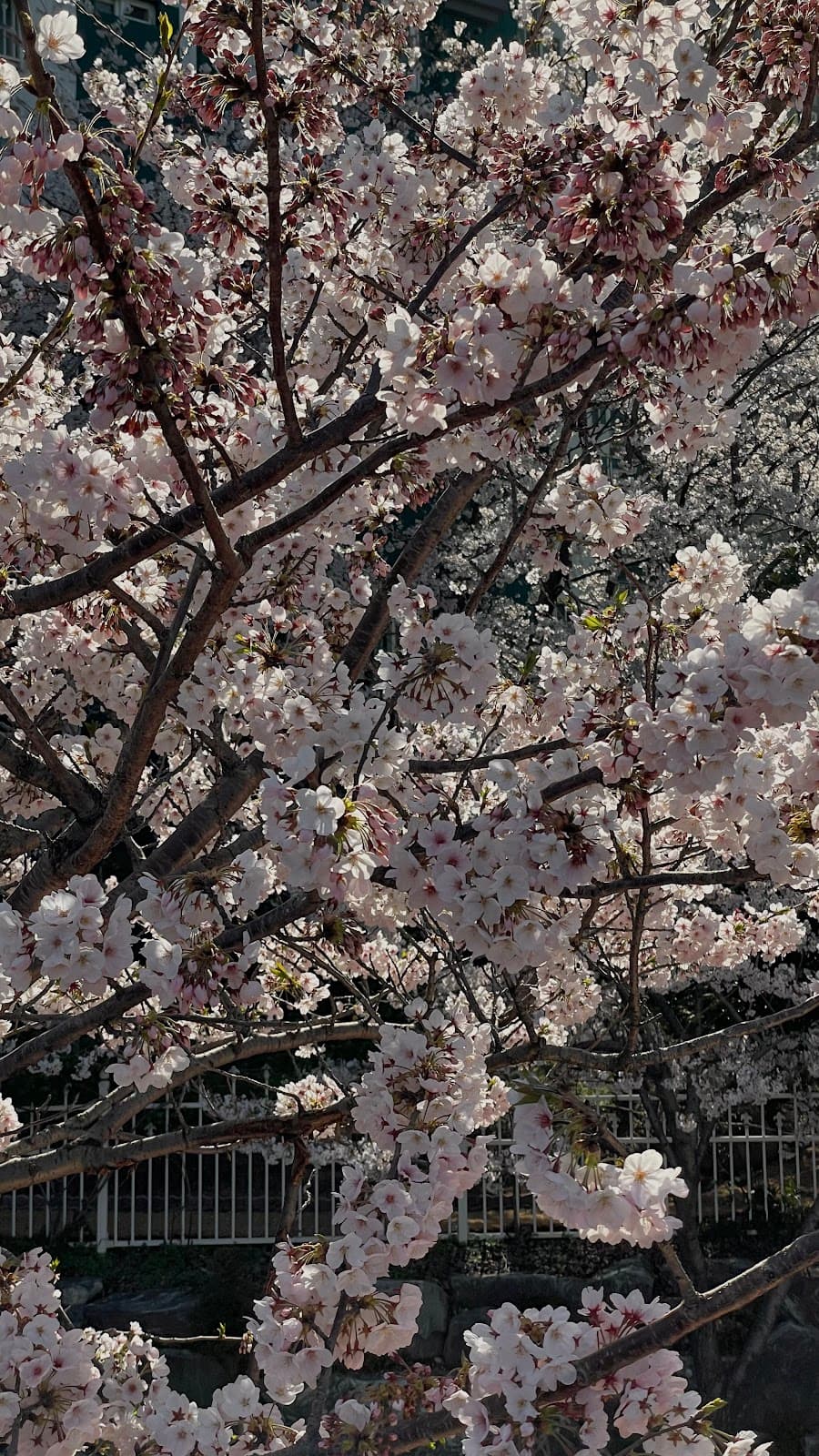 Jinhae Cherry Blossoms Busan - Image 1
