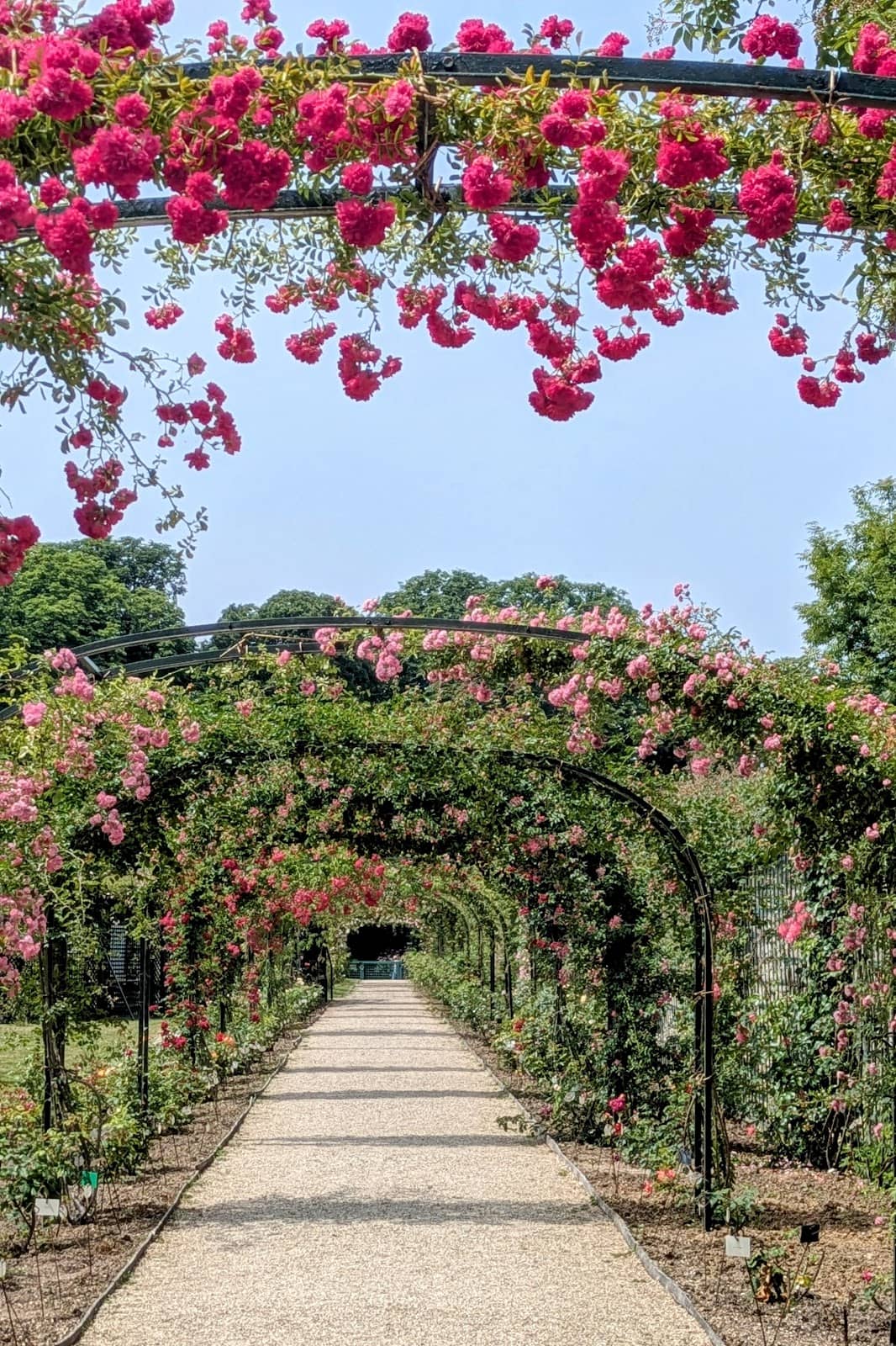 The Oldest Rose Garden