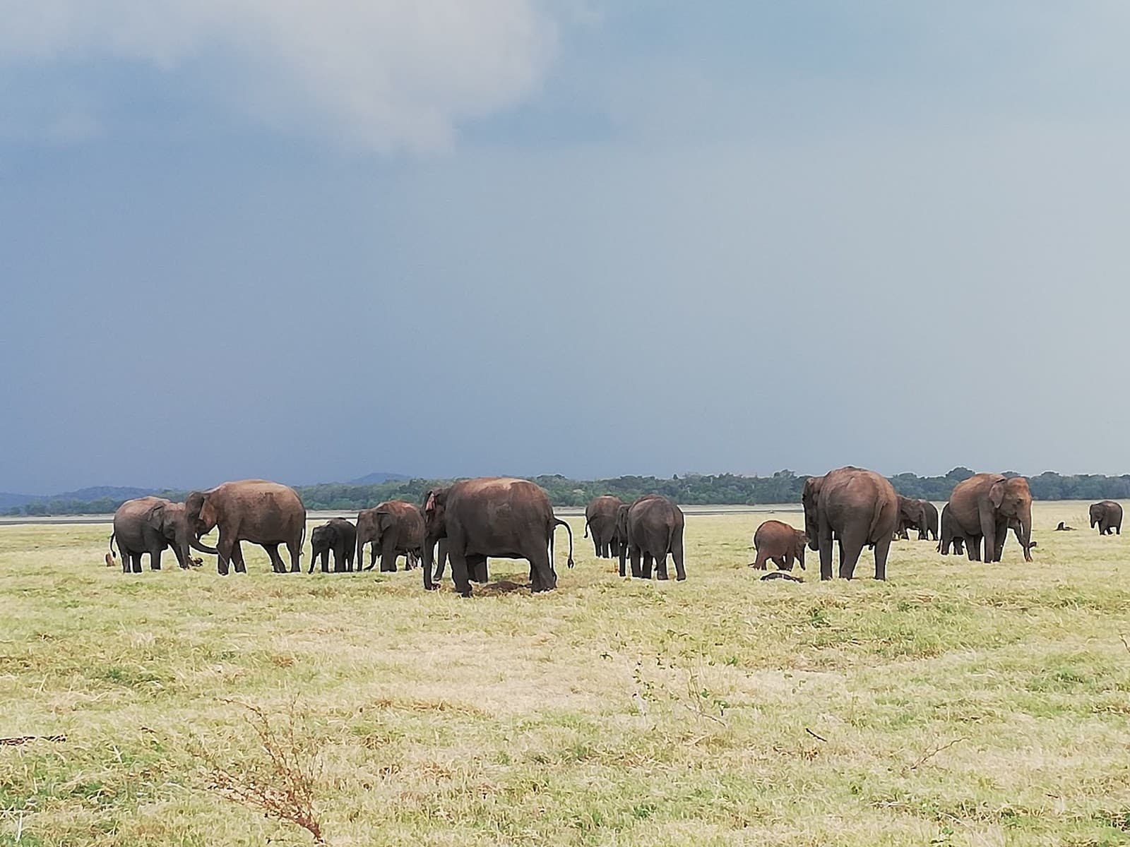 Minneriya National Park - Image 1