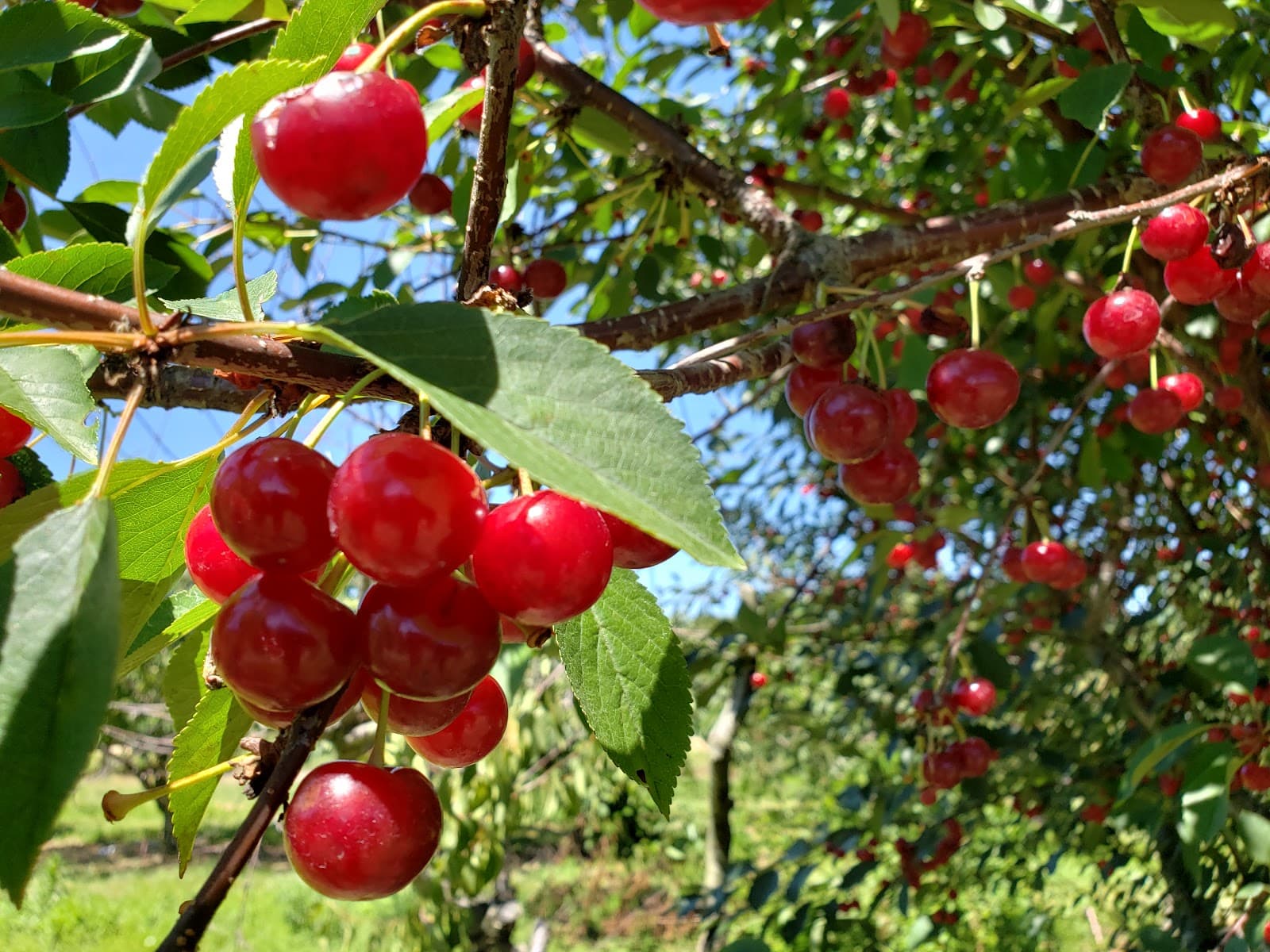 Wickhamβs Fruit Farm - Image 1