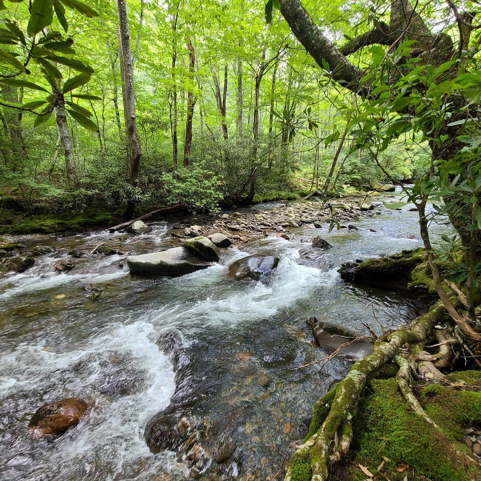 Bradley Fork Trail - Image 1