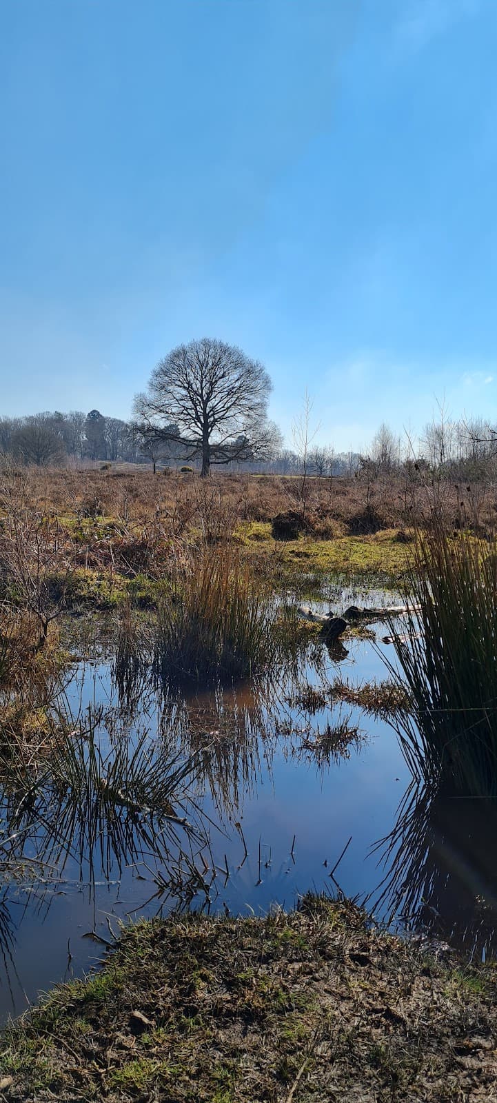 Hothfield Heathlands Nature Reserve - Image 1