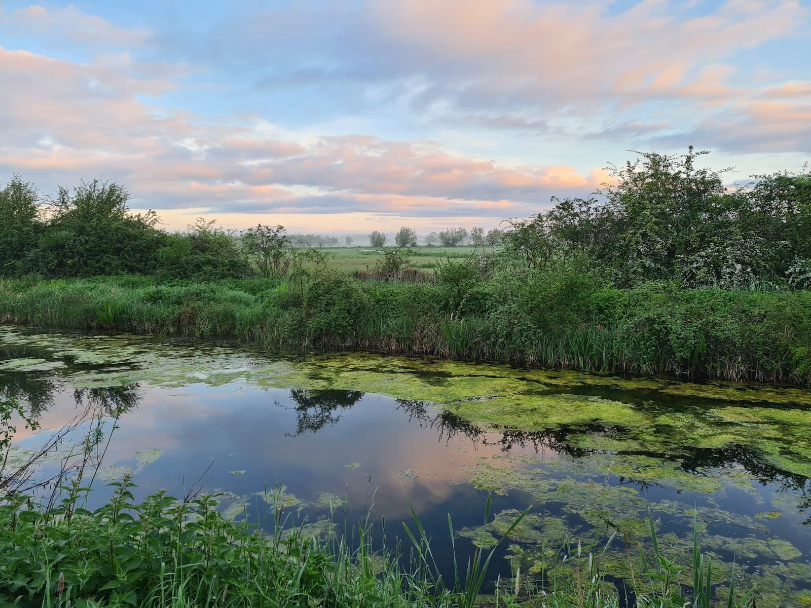 Coombe Hill Meadows Nature Reserve - Image 1