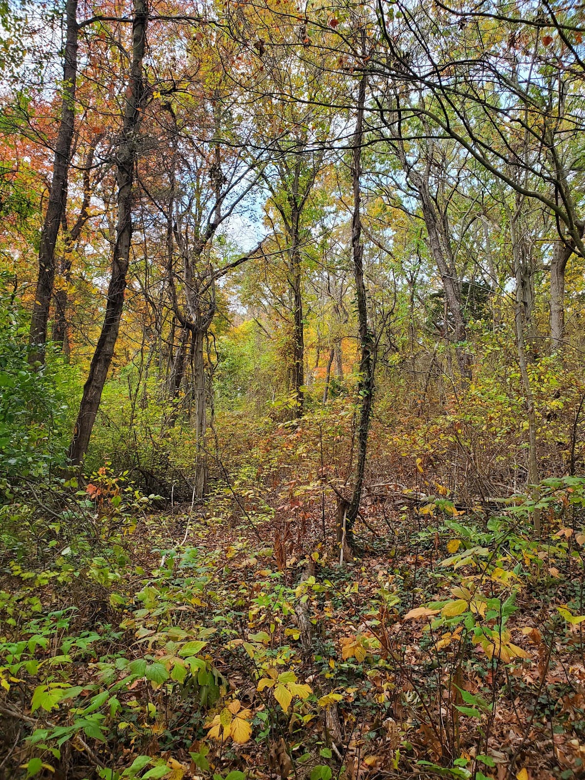 Wyman Woods - Image 1