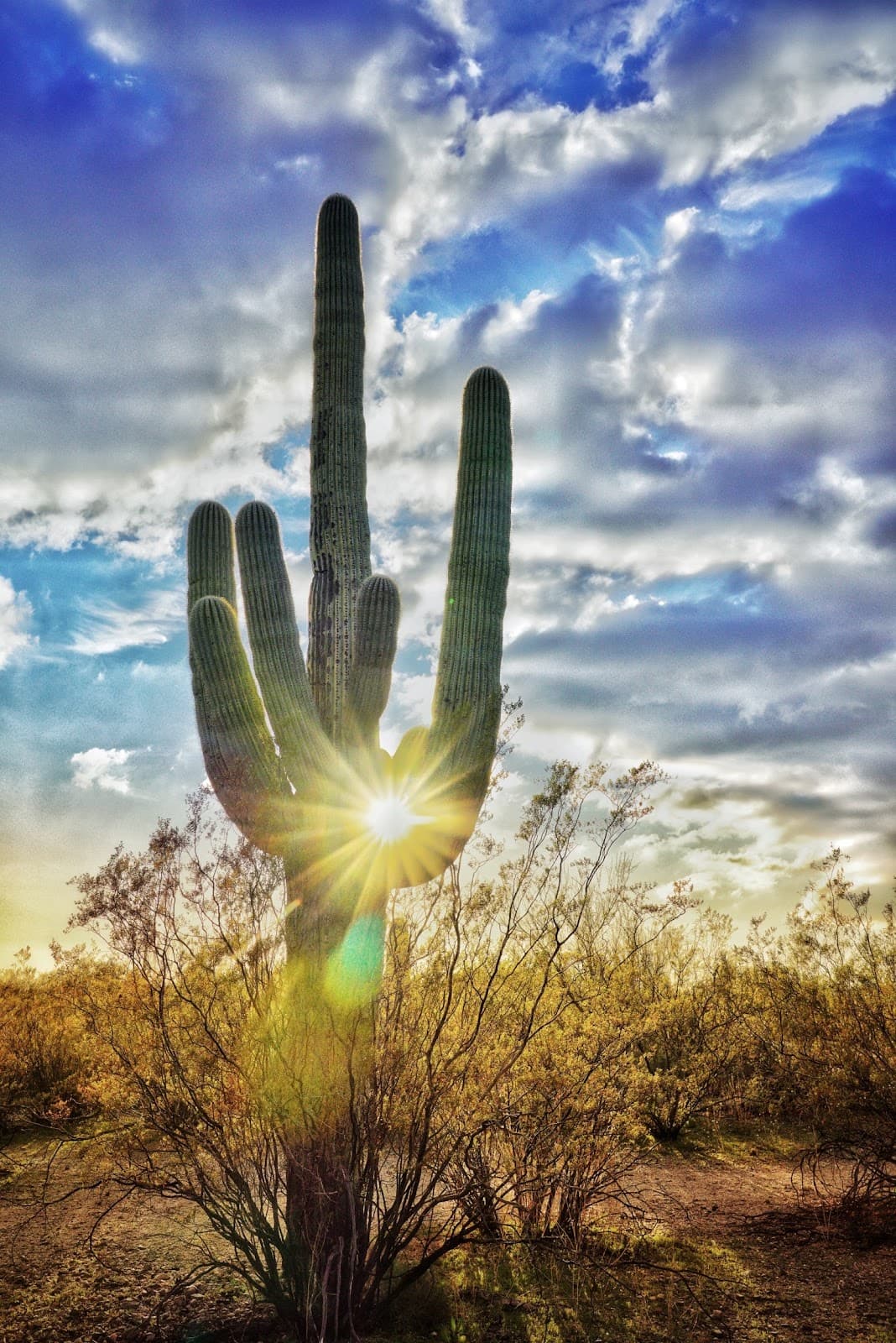 Saguaro National Park East - Image 1