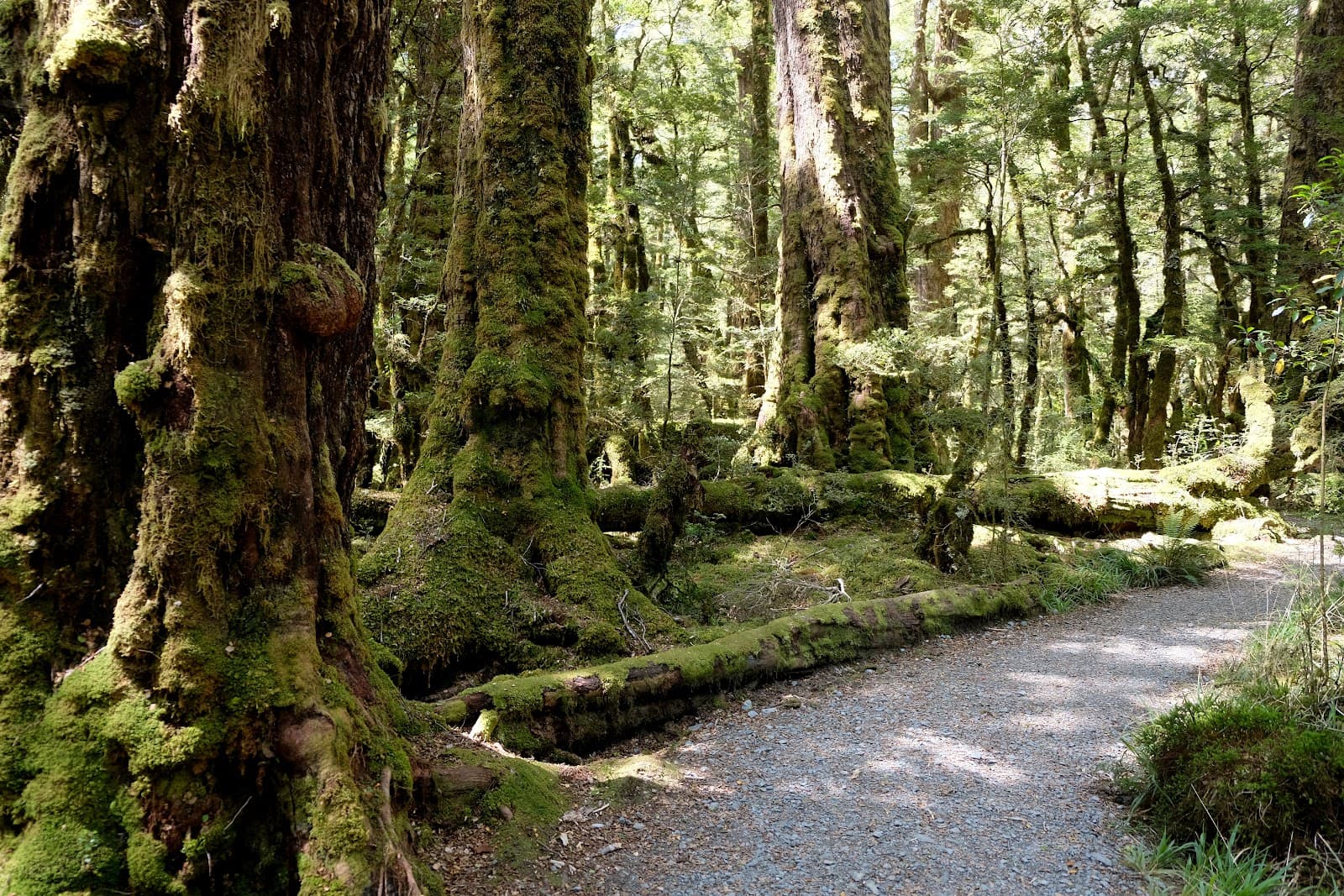 Lake Gunn Nature Walk - Image 1