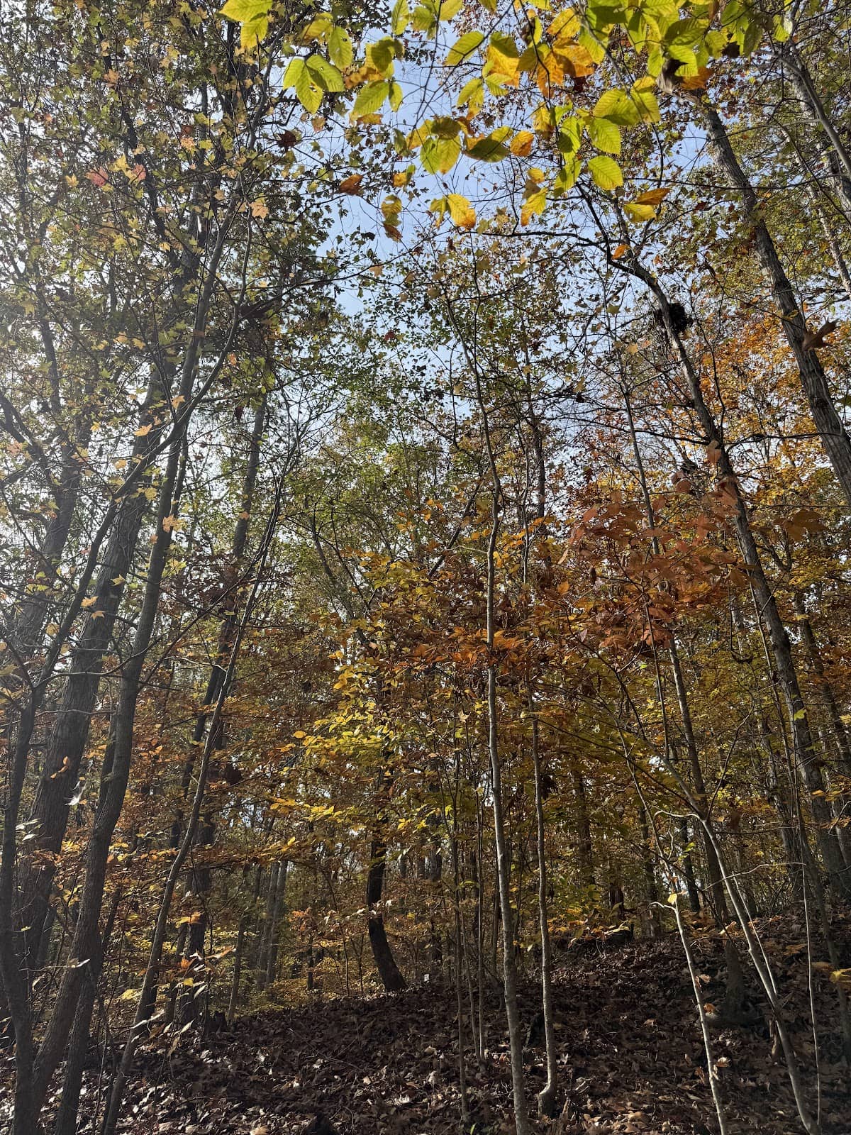 Vertical photo