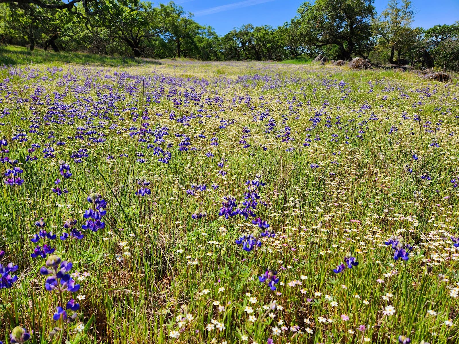 Trione-Annadel State Park - Image 1