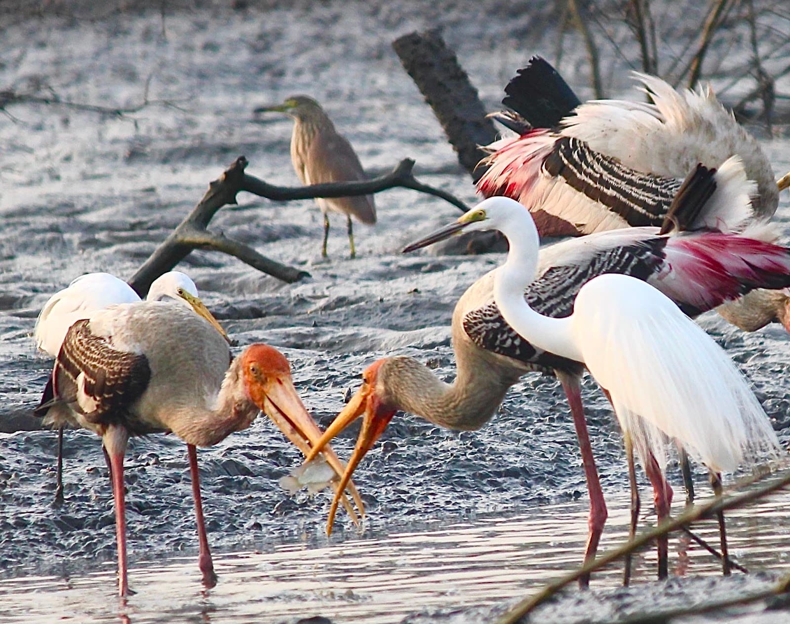 TS Chanakya Wetlands - Image 1