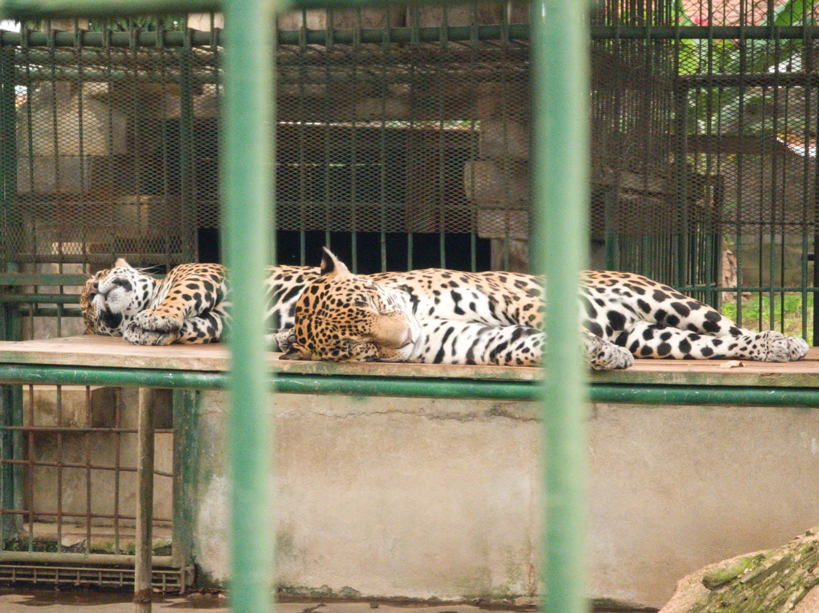 National Zoo of Nicaragua - Image 1
