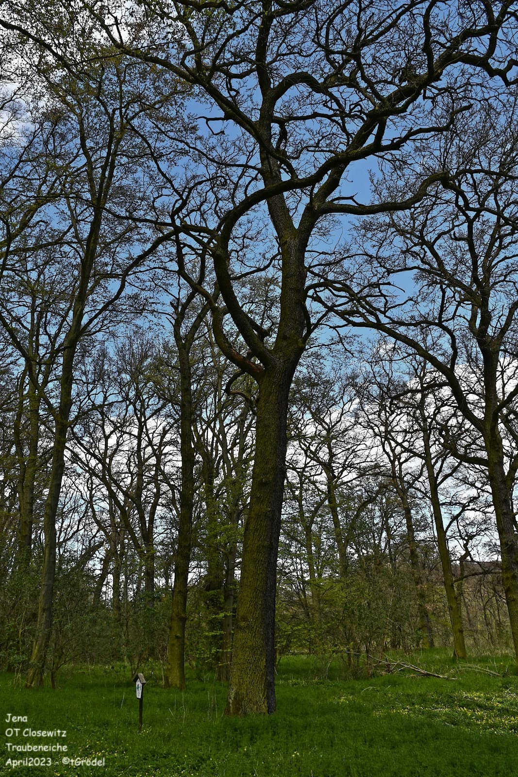 Windknollen Nature Reserve - Image 1
