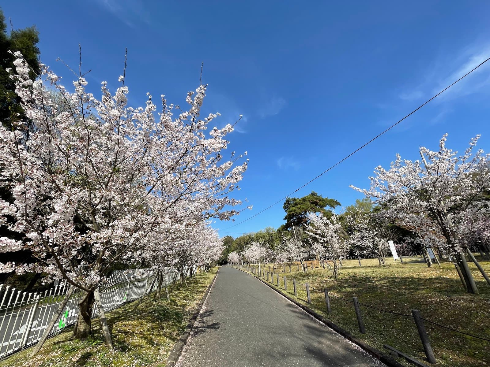 Suhara Park (Sakura Tunnel) - Image 1