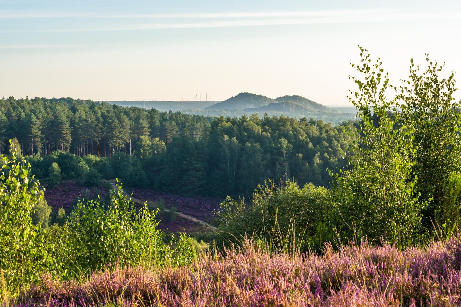 Mechelse Heide - Image 1