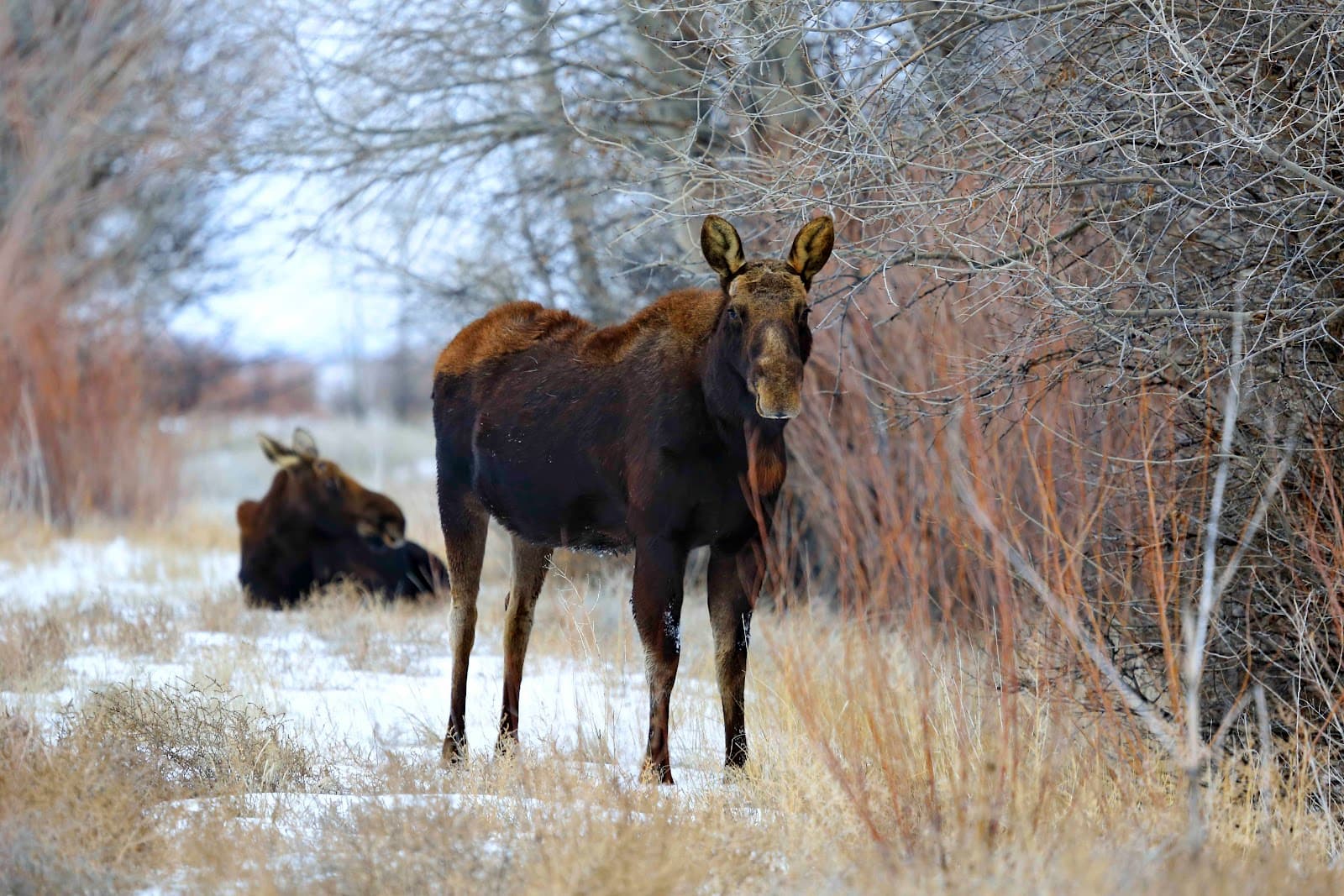 Camas National Wildlife Refuge - Image 1