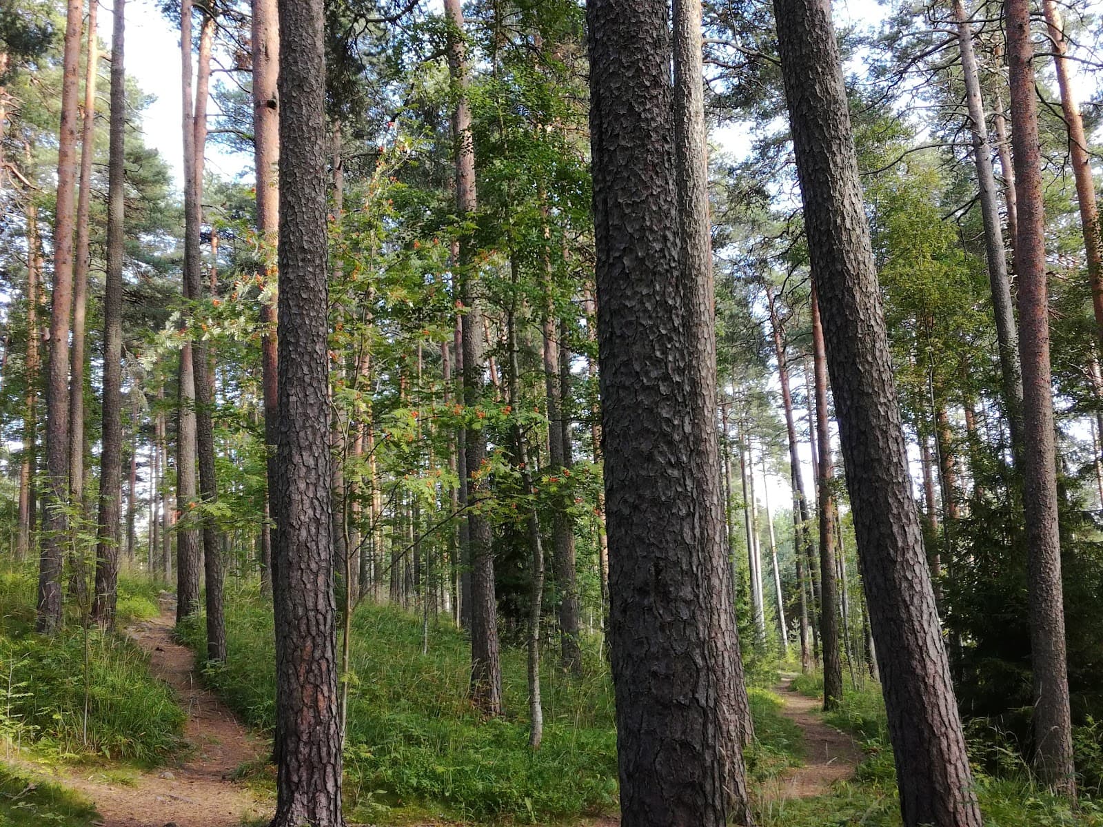 Pispalanharju Ridge Stairs - Image 1