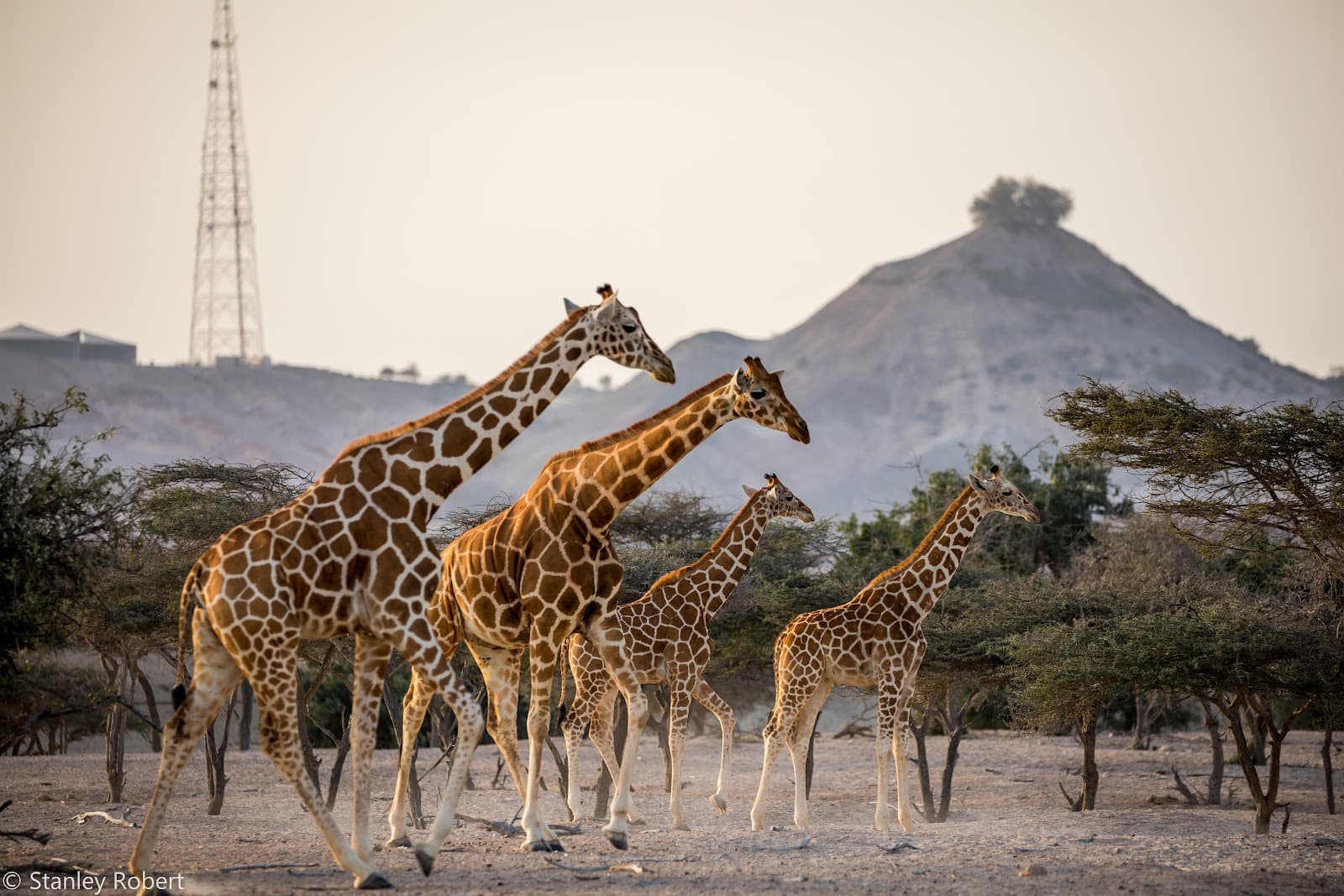 Sir Bani Yas Island Abu Dhabi - Image 1