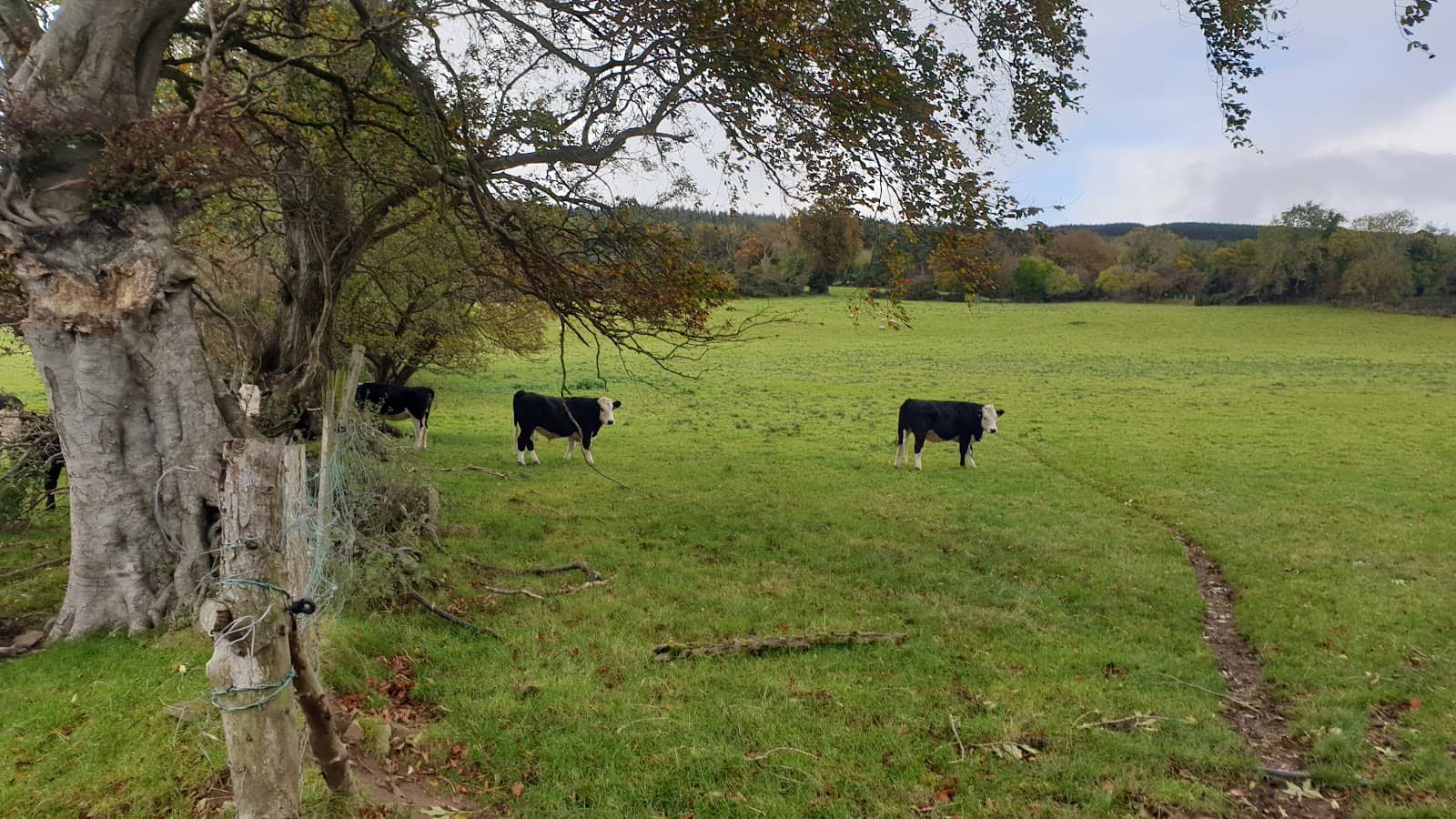 Scenic Walks