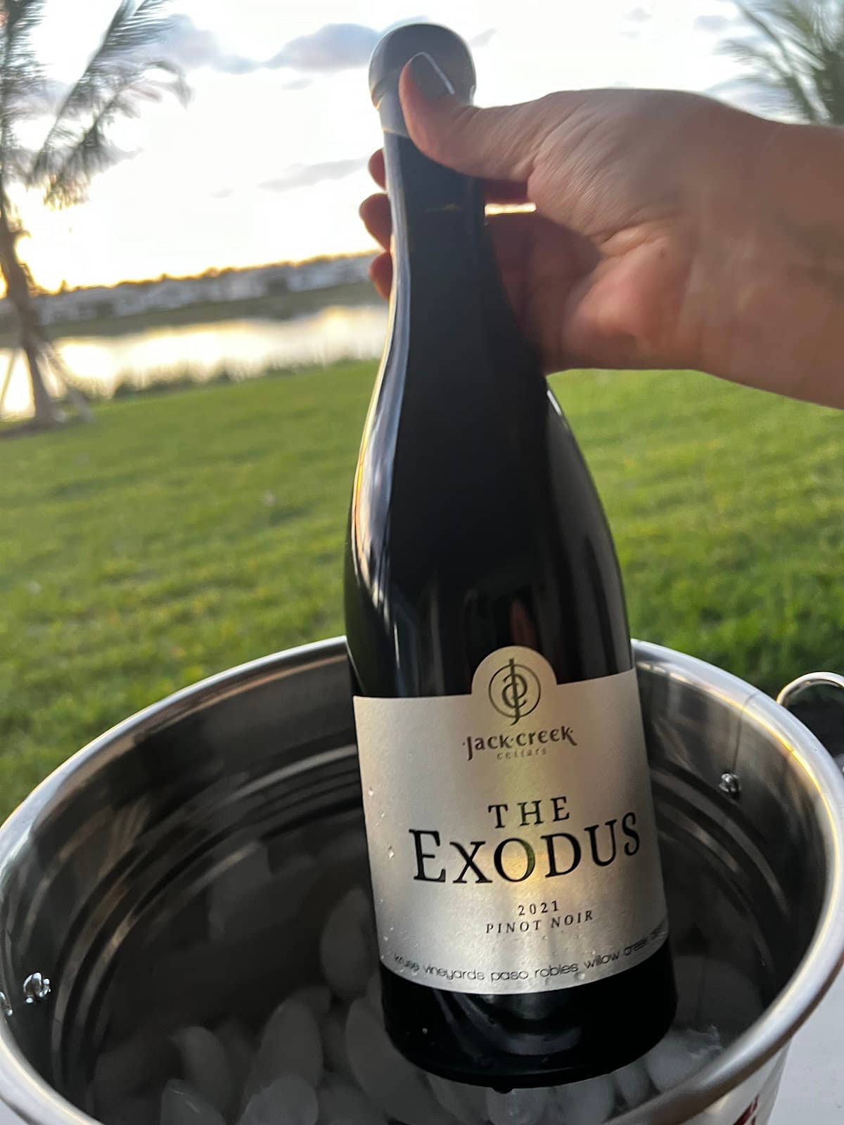 White Pinot Noir