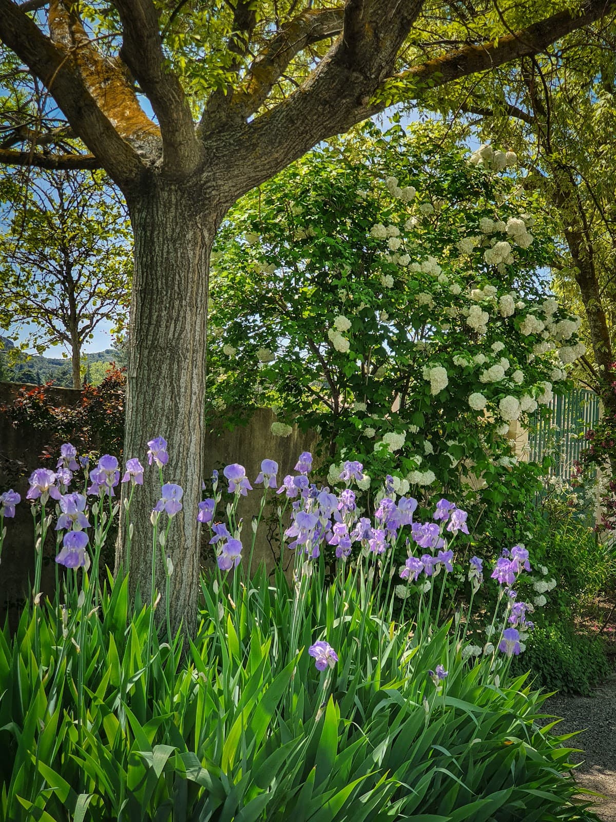 Tavel France - Image 1