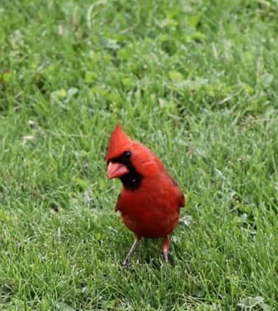 Thedford (village) - Image 1