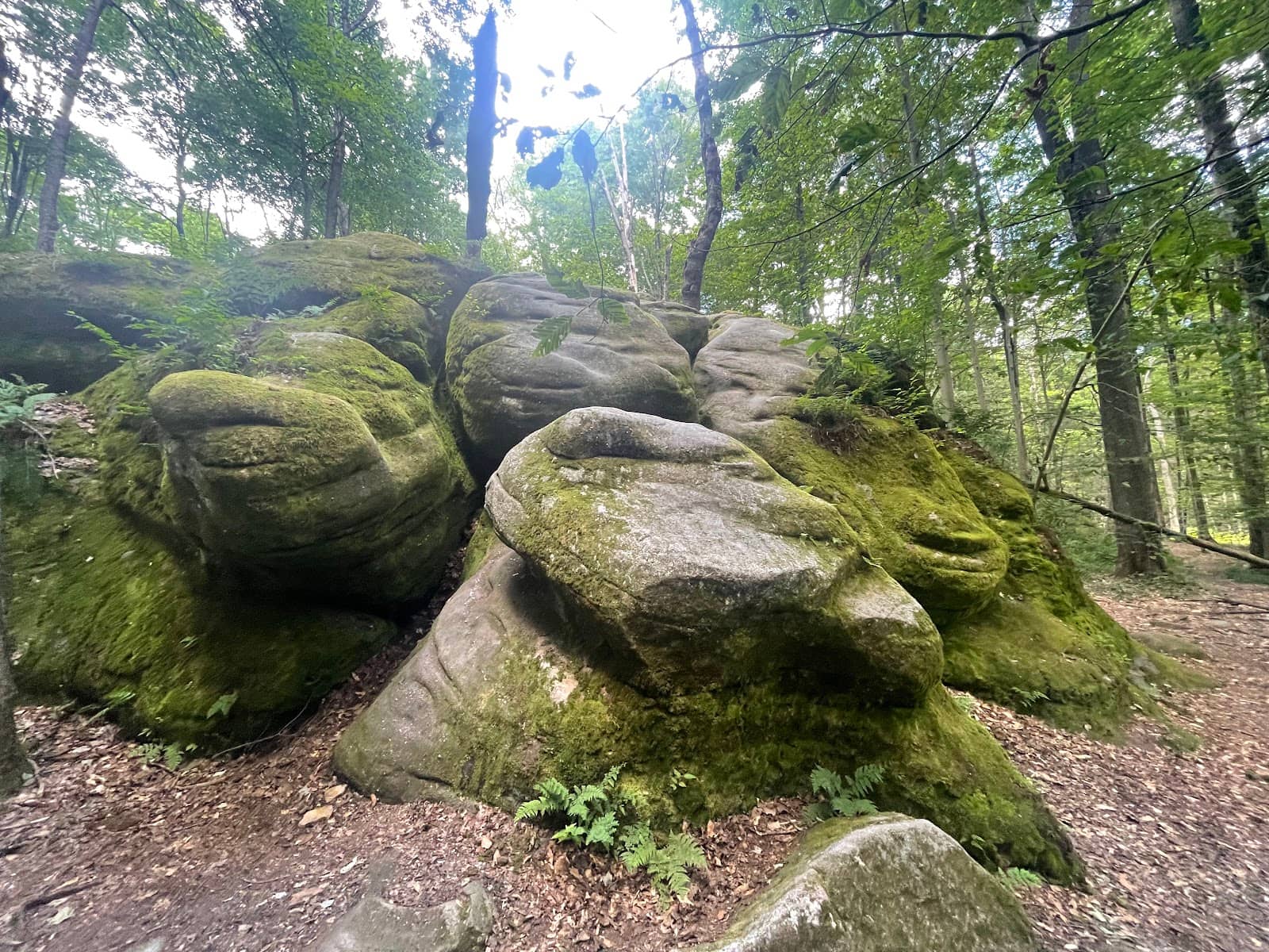 Scenic Forest Exploration