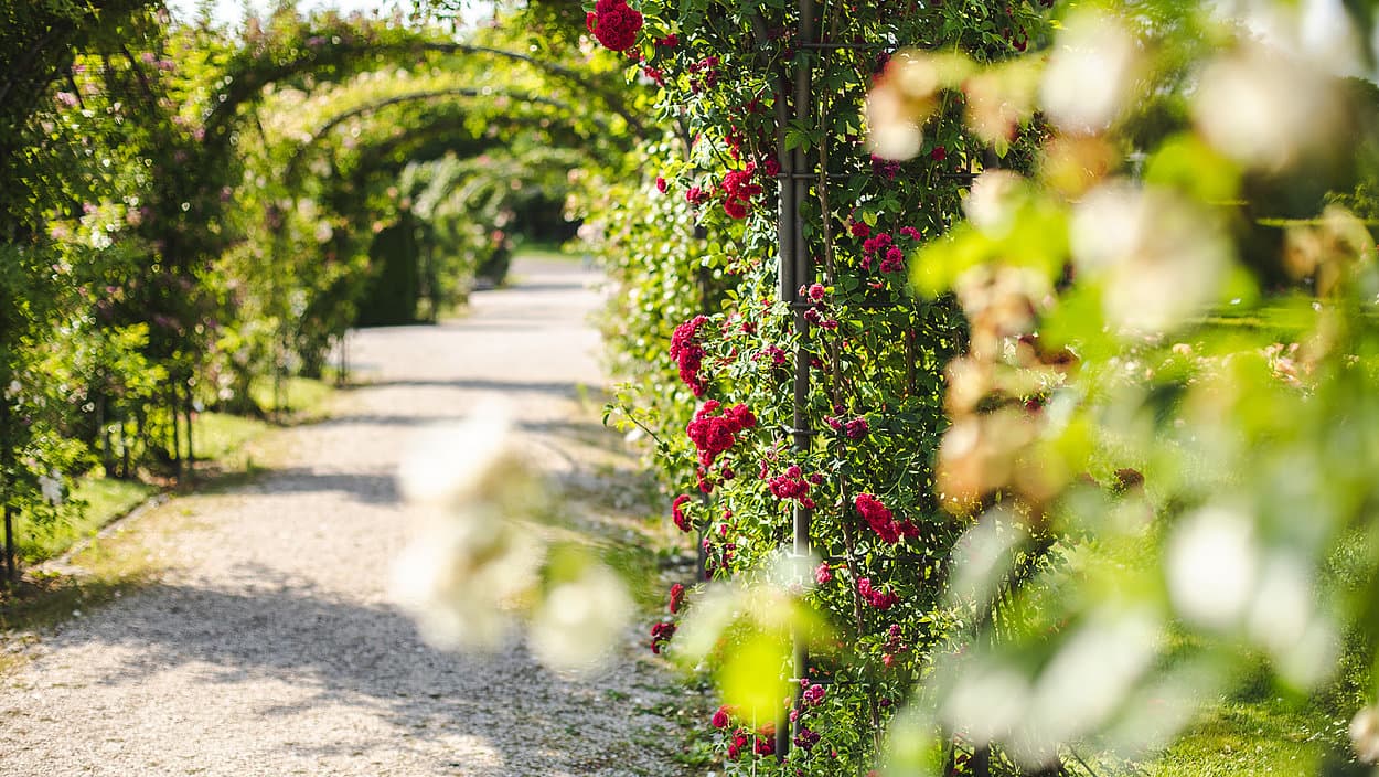Britzer Garten (Rosengarten) - Image 1