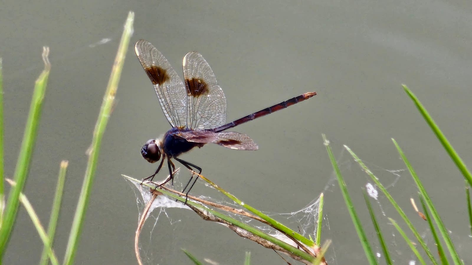 Paurotis Pond Everglades National Park - Image 1