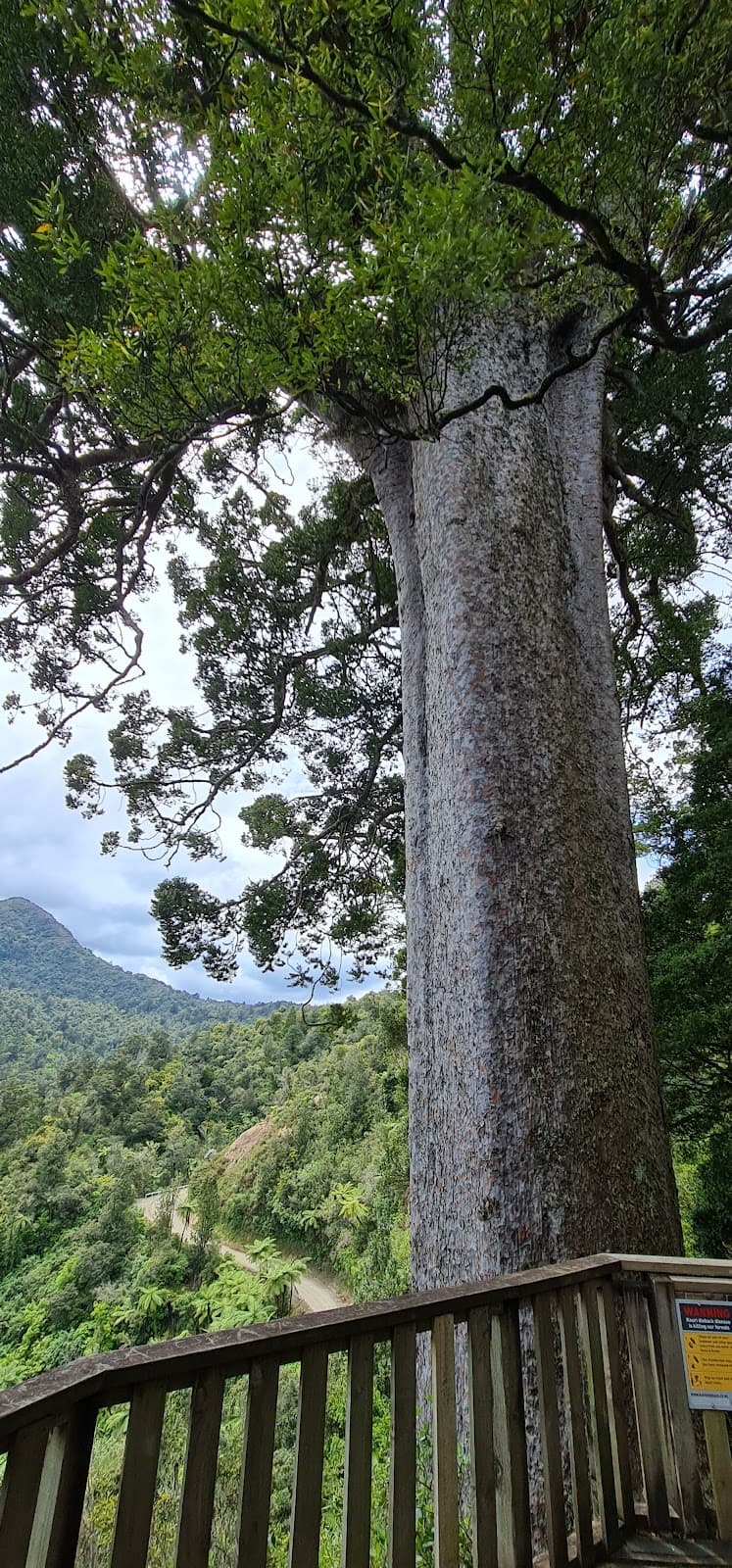 Square Kauri Track - Image 1