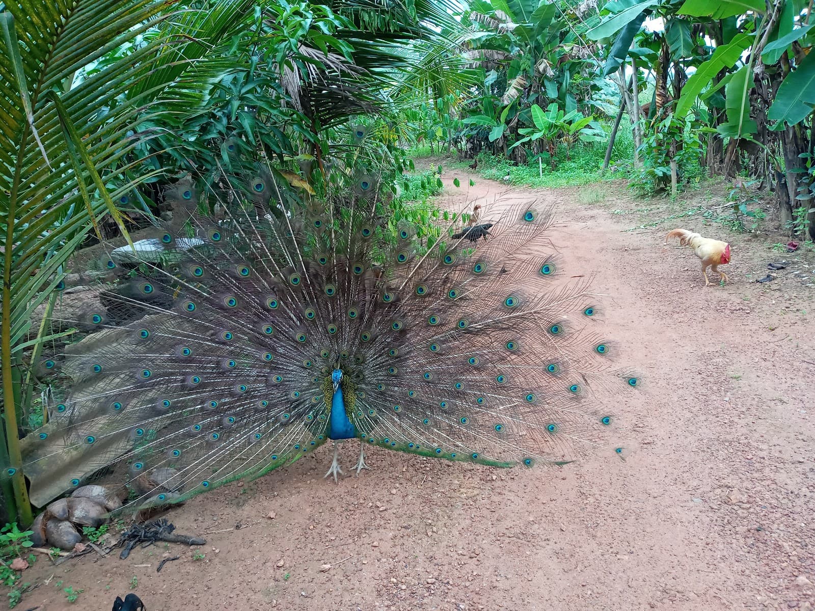 Kuloor Bridge - Image 1