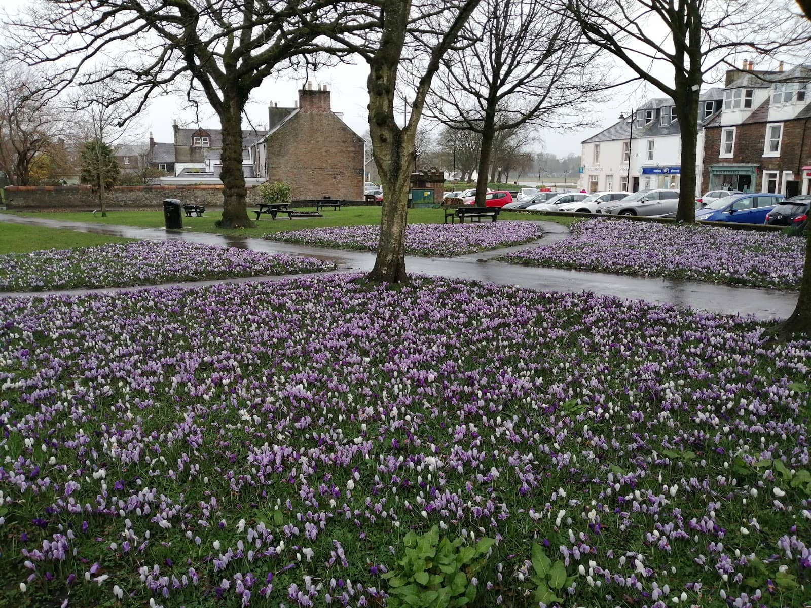 March Crocus Display