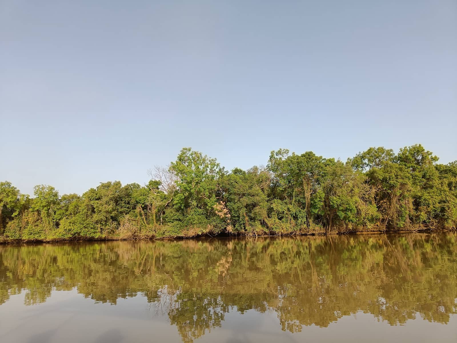 Crocodile Sightings
