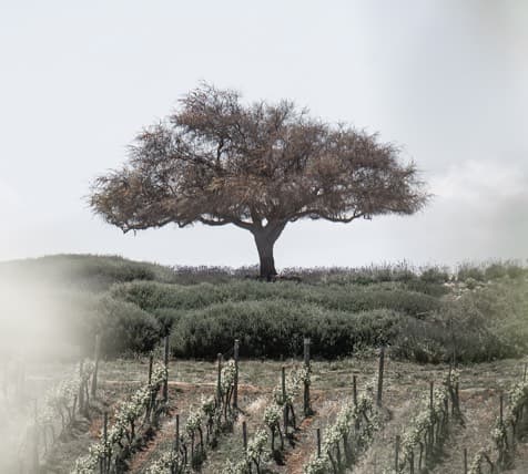 Casas del Bosque Winery - Image 1