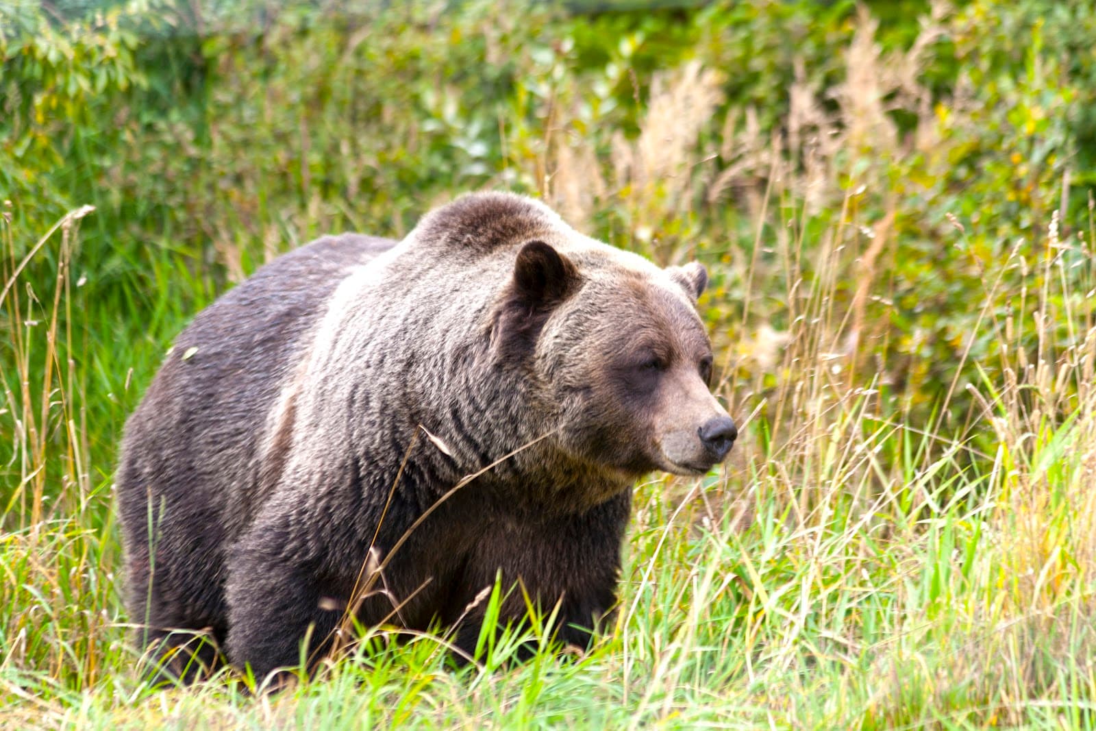 Grizzly Bear Refuge (KHMR) - Image 1