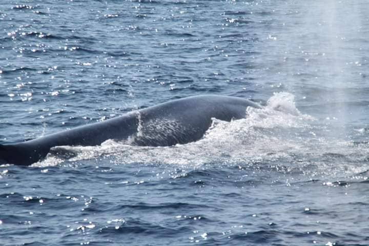 Sperm Whale Sightings